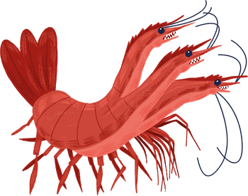Illustration Gemberte la crevette à trois têtes