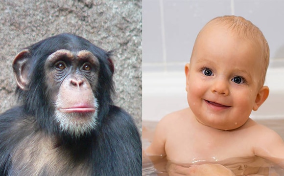 Comparaison ADN chimpanzé et celui des enfants.