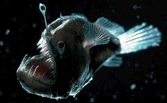 Comment les poissons s'adaptent dans les fonds marins ?