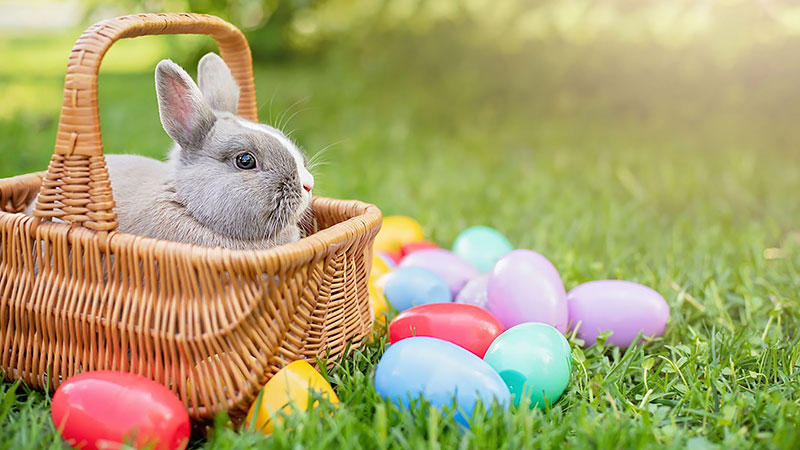 D'où vient le lapin de Pâques ?